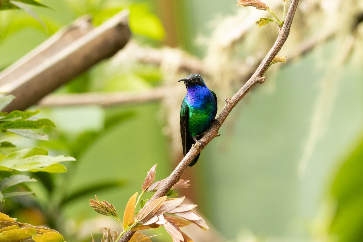 Santa Marta Sabrewing - ML634671157