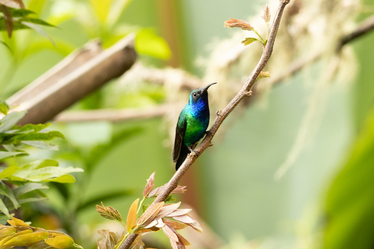 Santa Marta Sabrewing - ML634671158