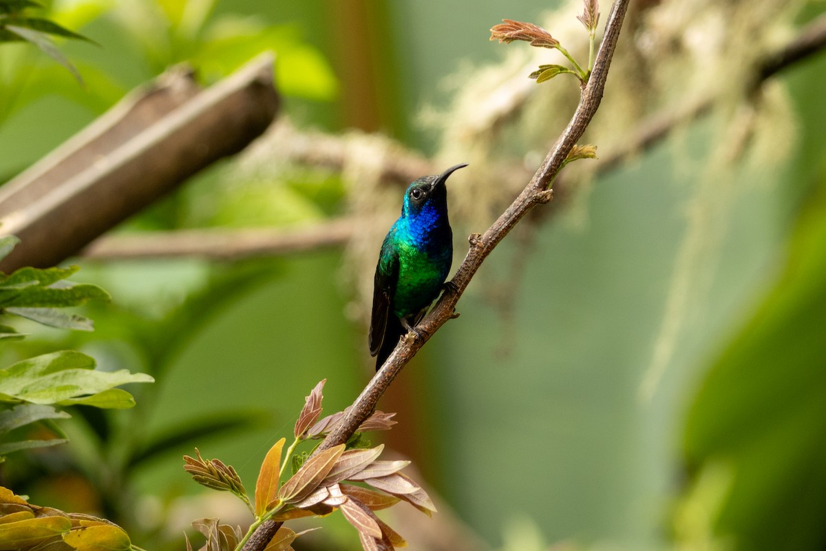 Santa Marta Sabrewing - ML634671159