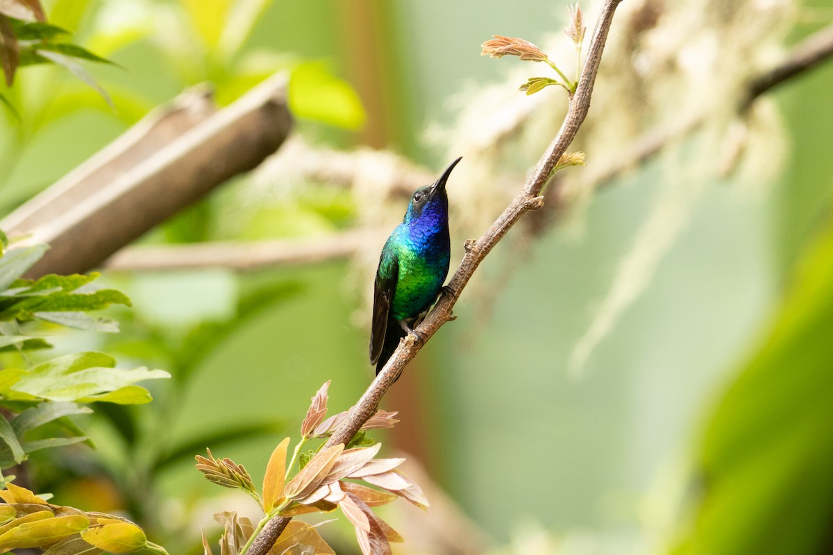 Santa Marta Sabrewing - ML634671160