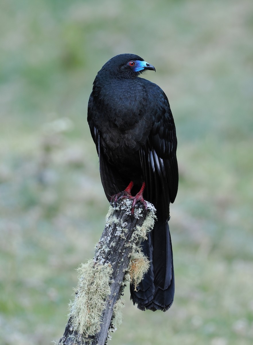 Black Guan - ML634671235