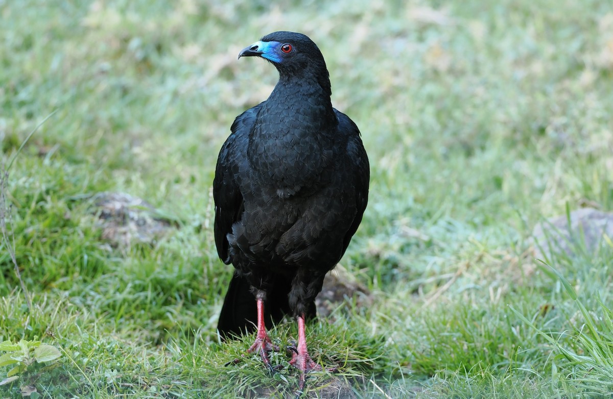 Black Guan - ML634671236