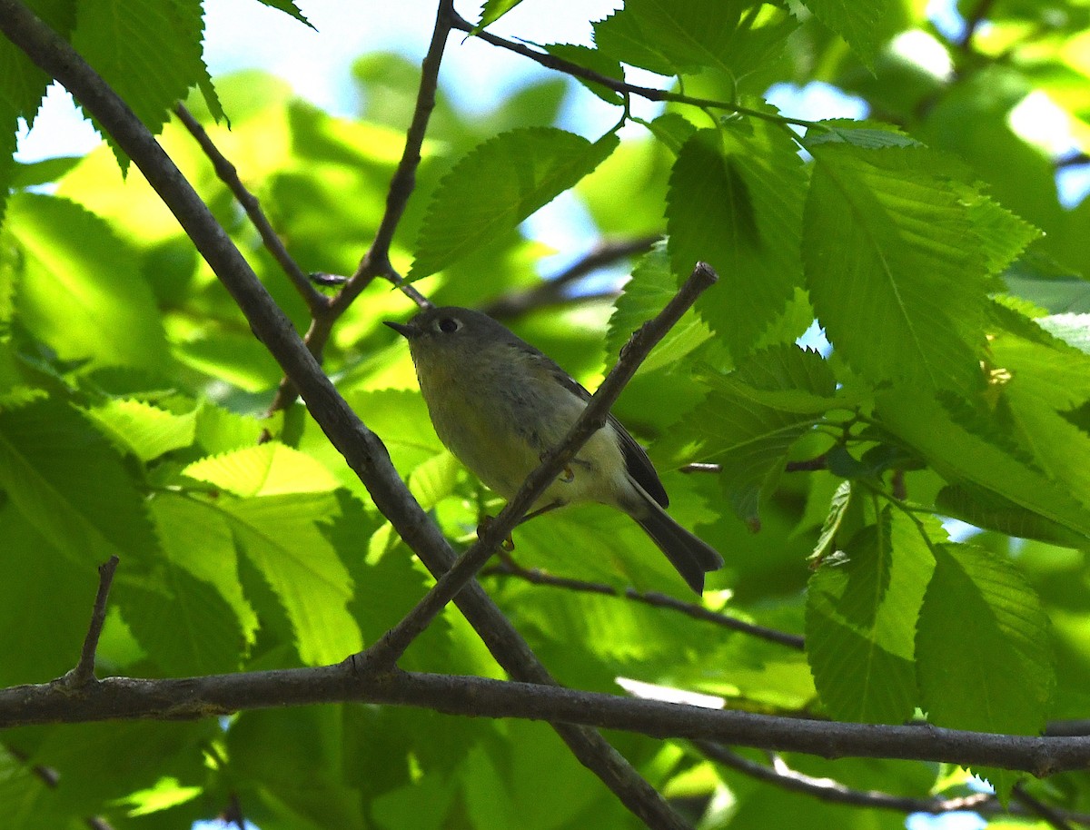 Ruby-crowned Kinglet - ML634671255