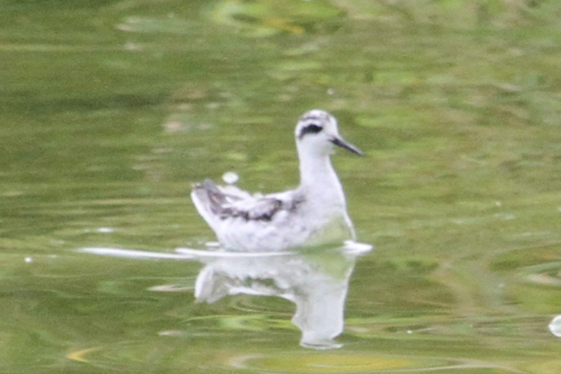 Red-necked Phalarope - ML634671341