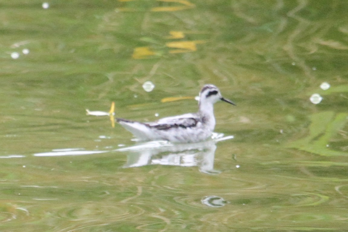 Red-necked Phalarope - ML634671342