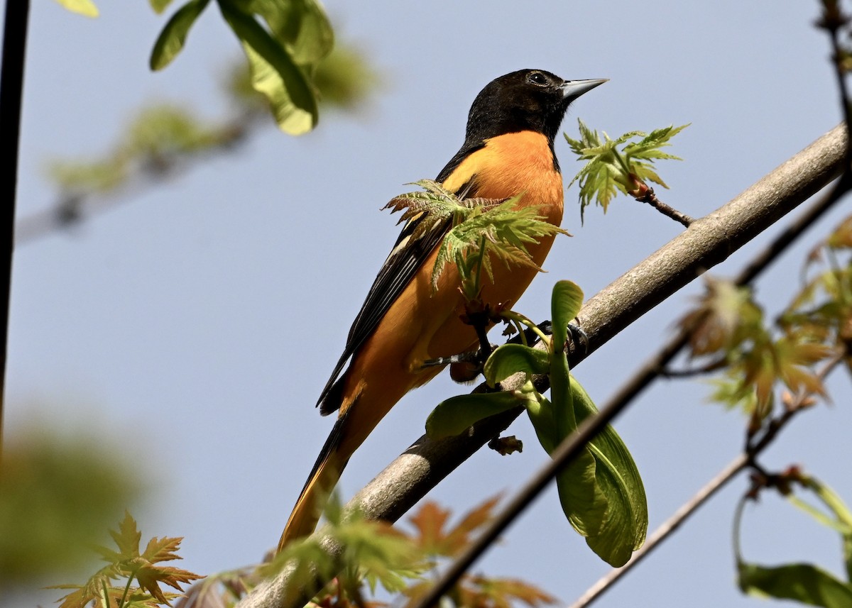 Baltimore Oriole - ML634671349