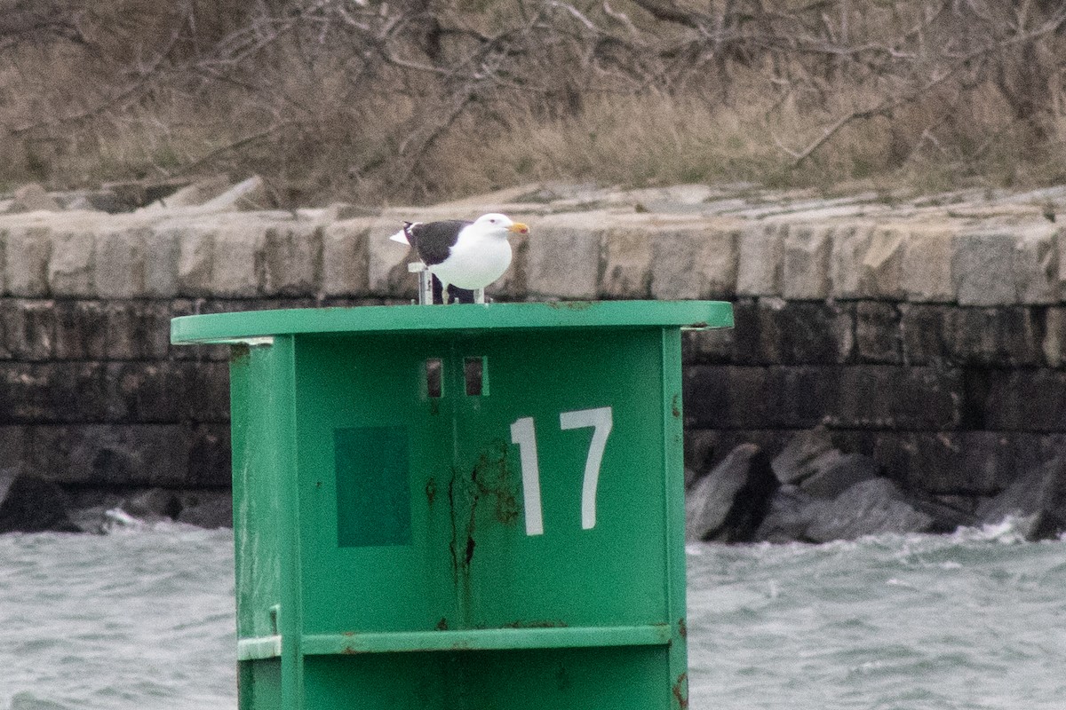Great Black-backed Gull - ML634671355