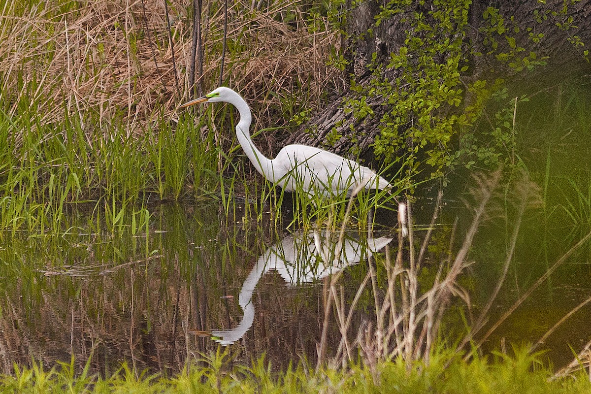 Great Egret - ML634671360