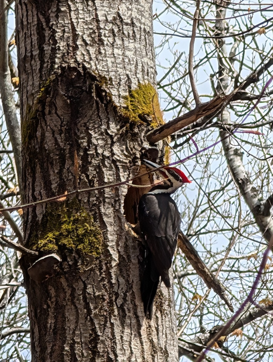 Pileated Woodpecker - ML634671362