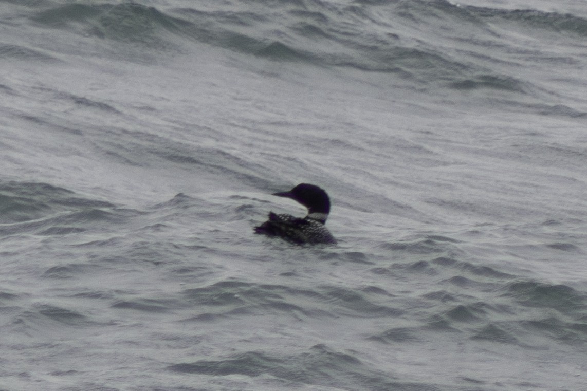 Common Loon - ML634671377