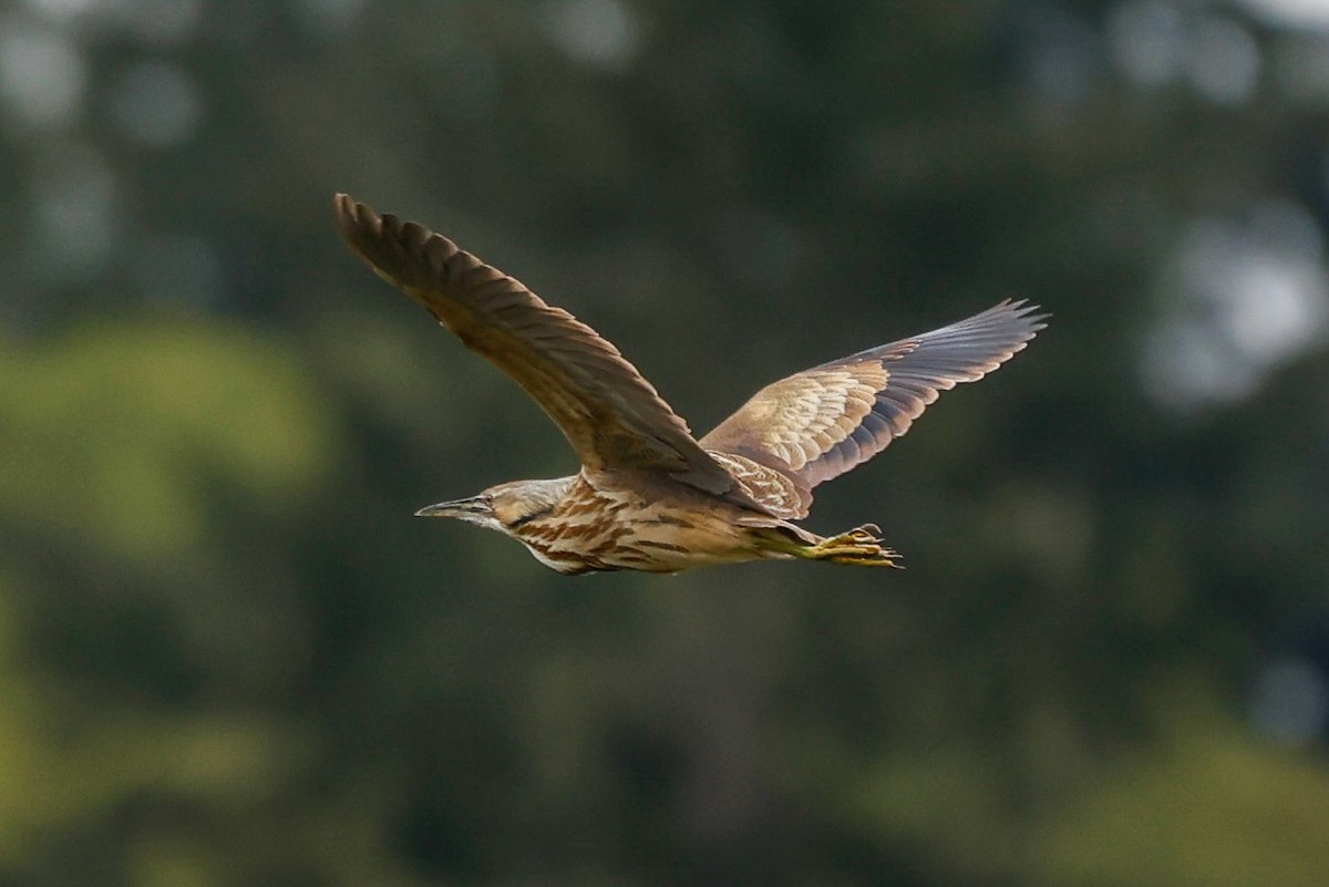 American Bittern - ML634671408