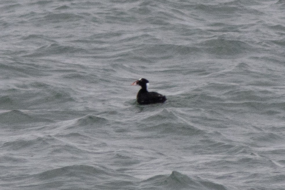 Surf Scoter - ML634671412