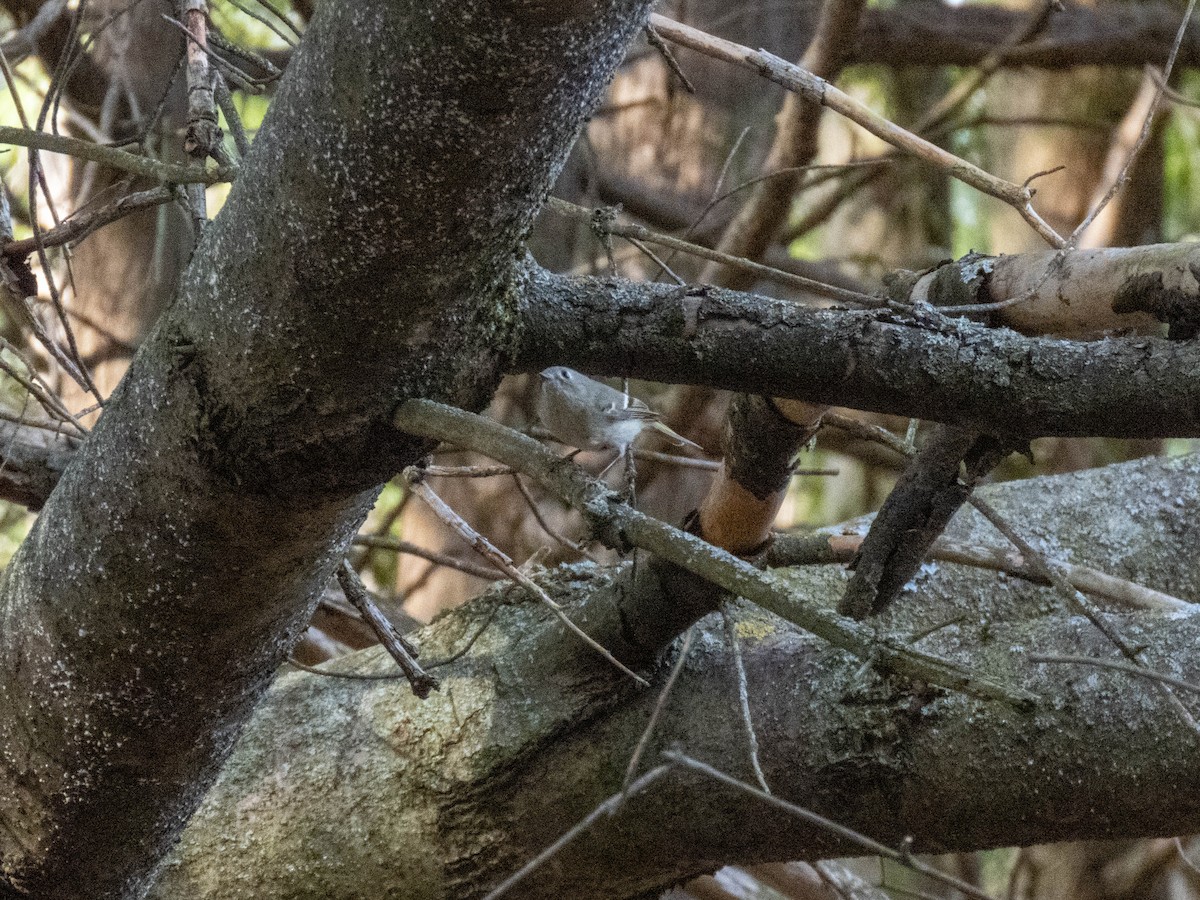 Ruby-crowned Kinglet - ML634671421