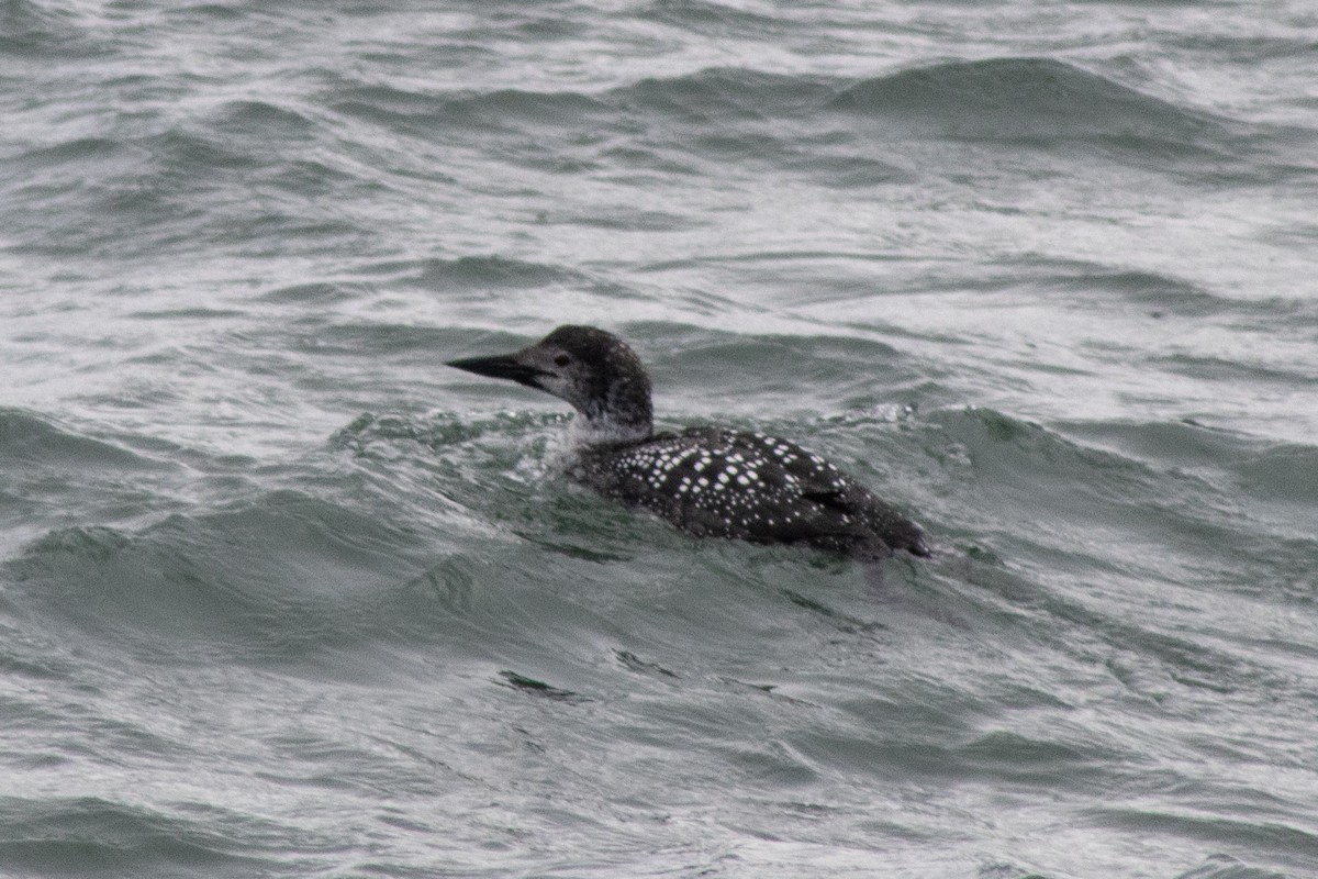 Common Loon - ML634671424