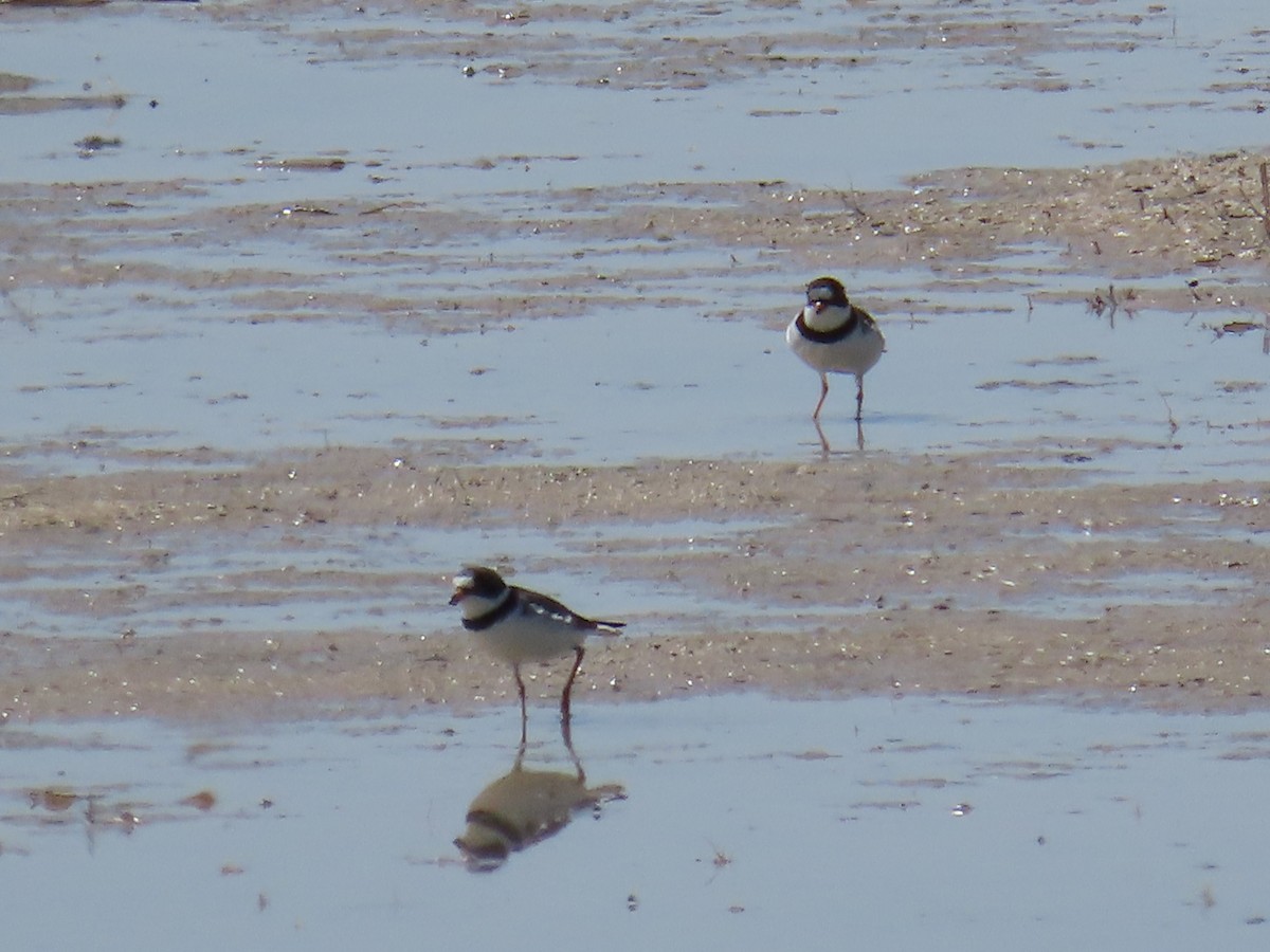 Semipalmated Plover - ML634671429