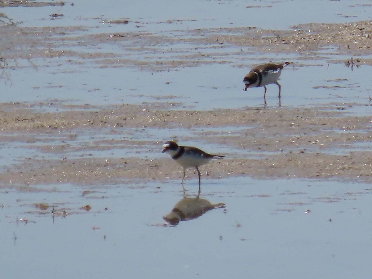Semipalmated Plover - ML634671432