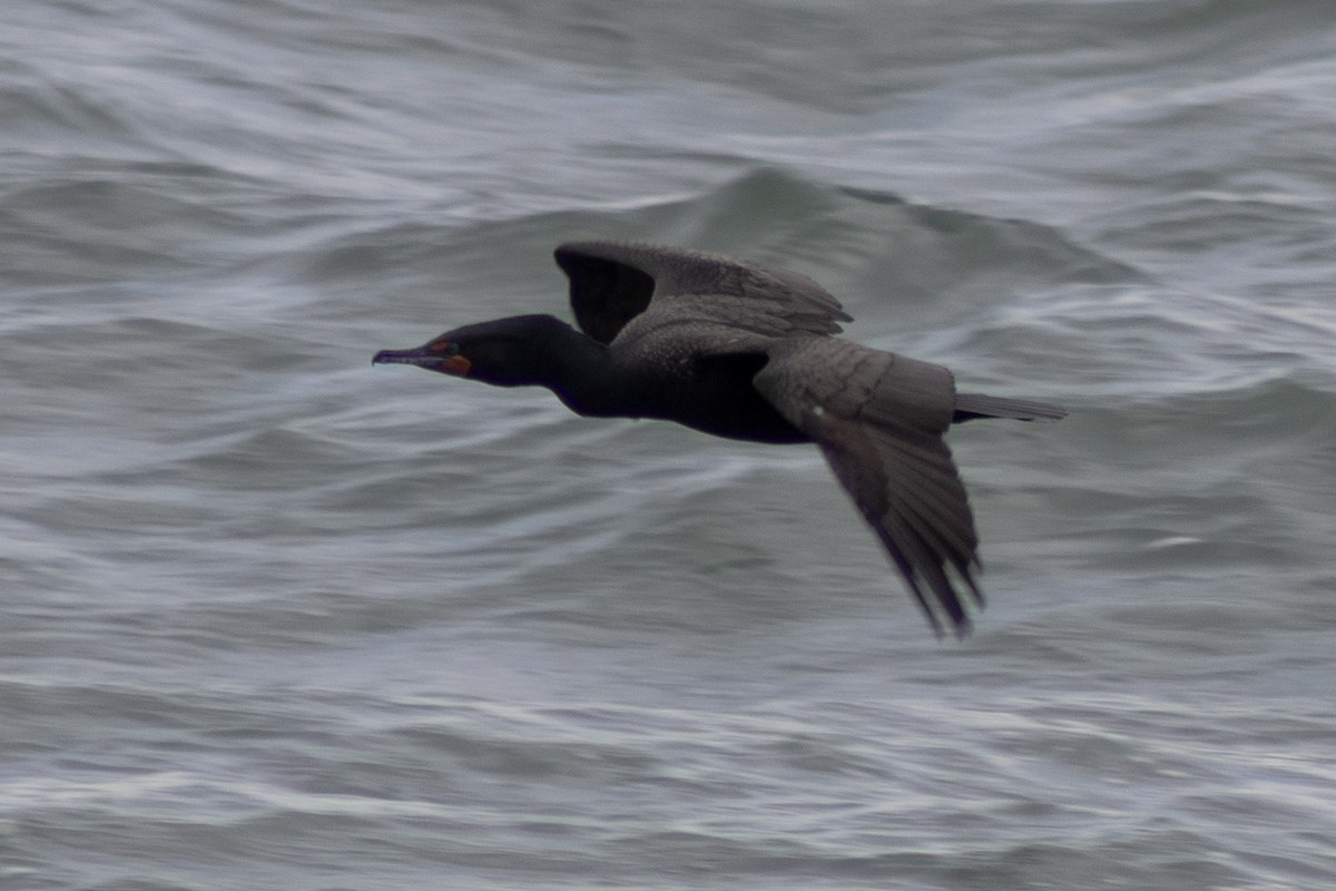 Double-crested Cormorant - ML634671439