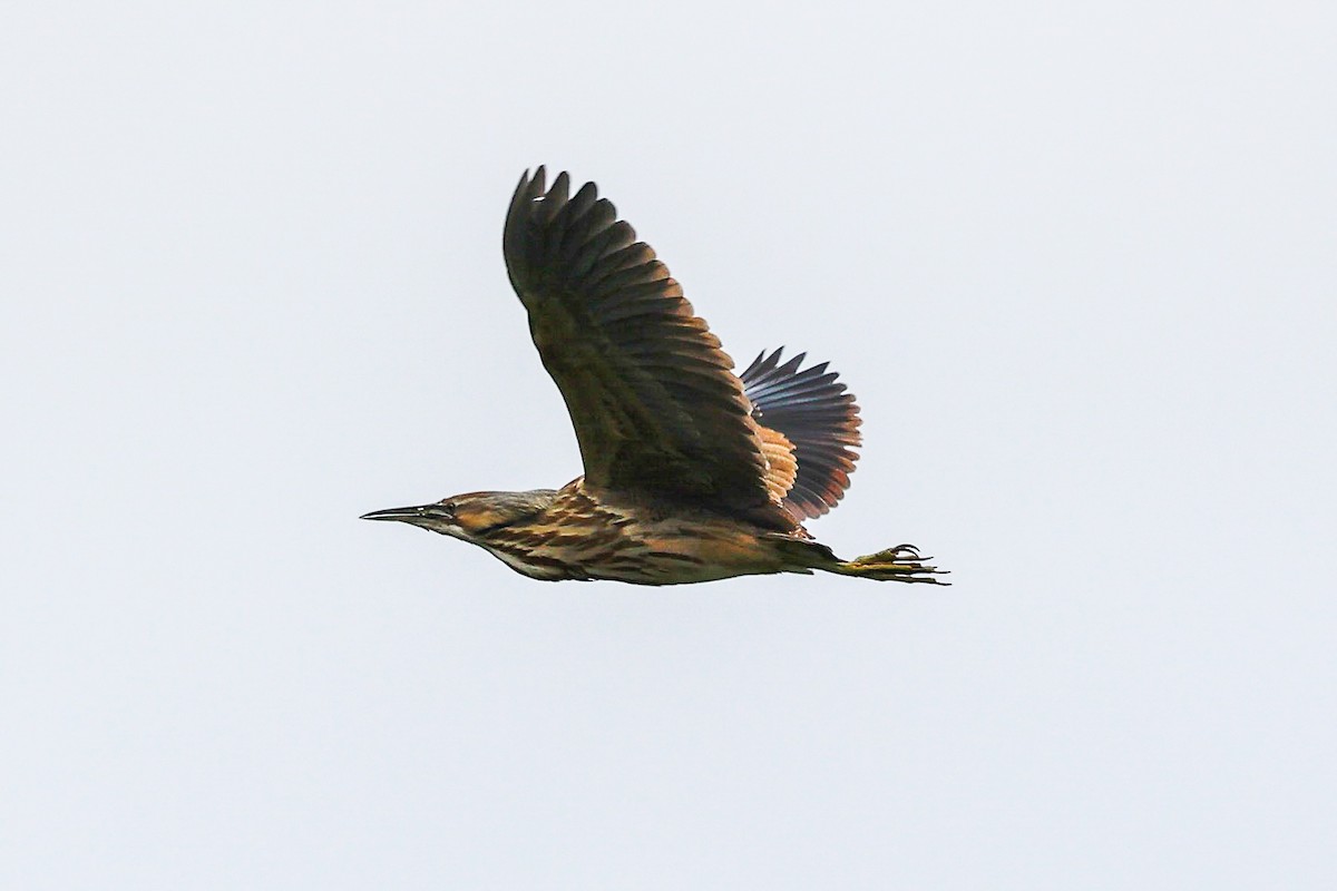 American Bittern - ML634671449