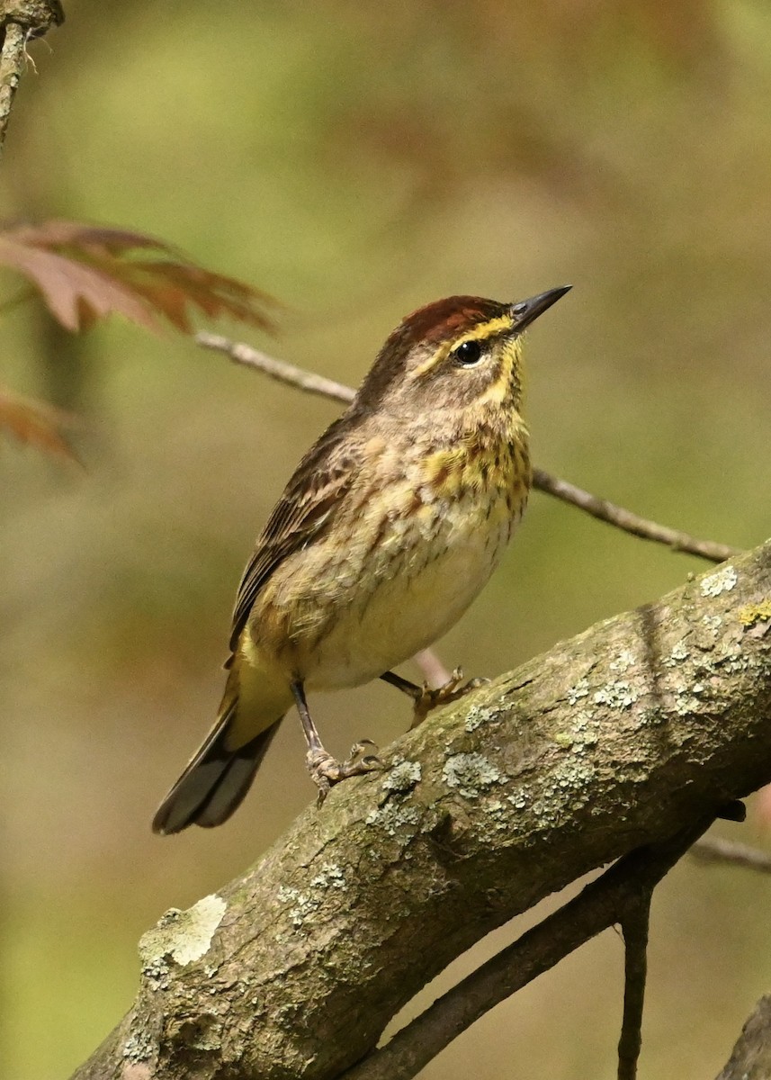 Palm Warbler - ML634671469