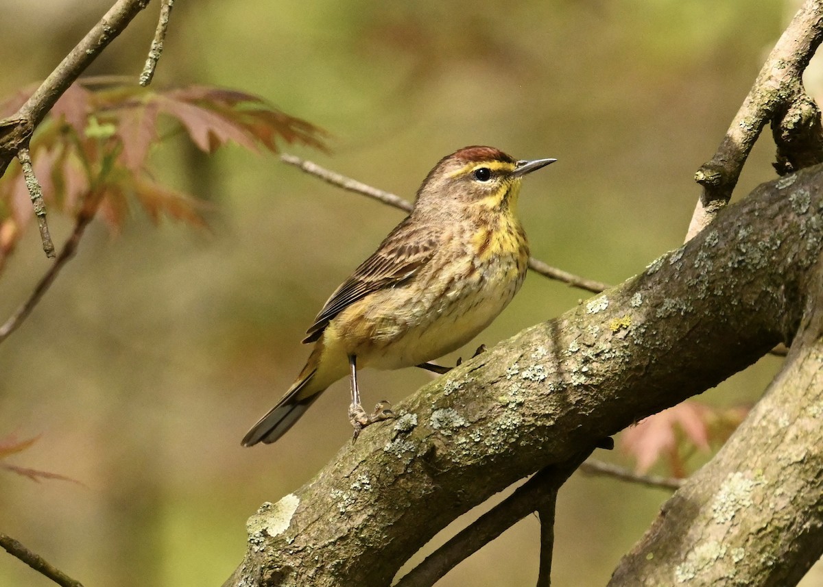 Palm Warbler - ML634671476