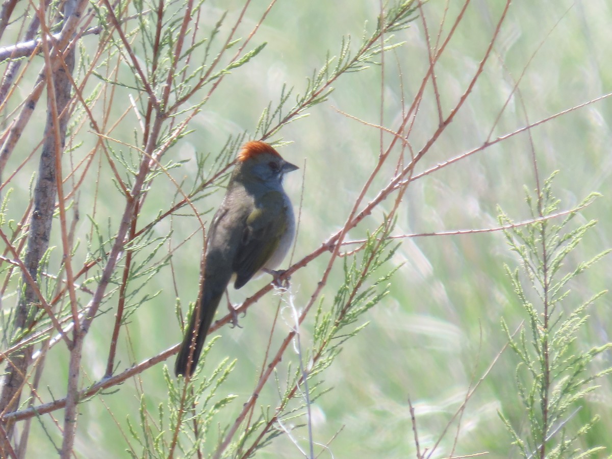 Green-tailed Towhee - ML634671487