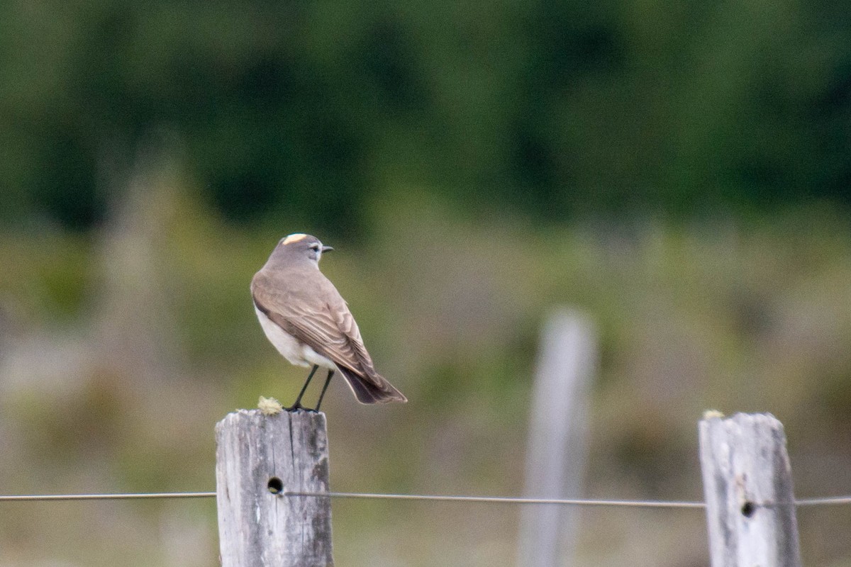 Ochre-naped Ground-Tyrant - ML634671603