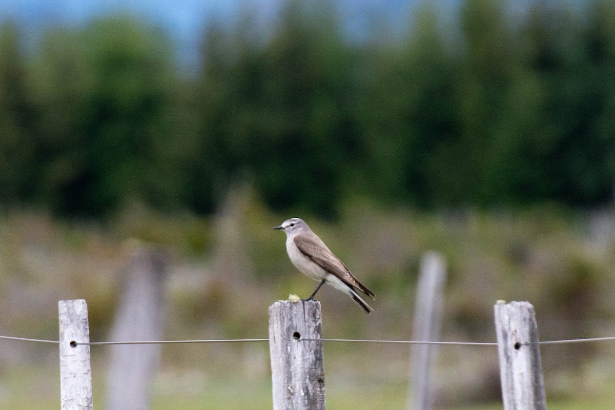 Ochre-naped Ground-Tyrant - ML634671604
