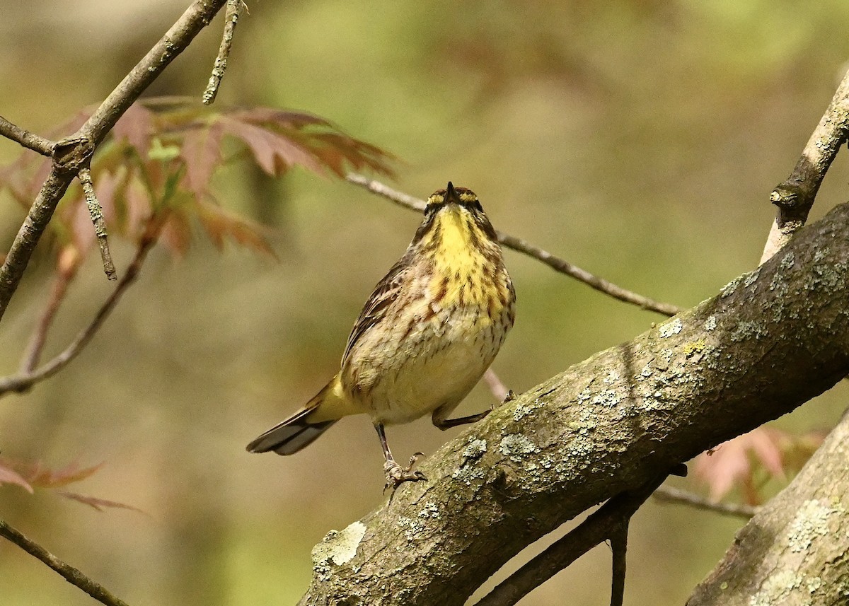 Palm Warbler - ML634671678