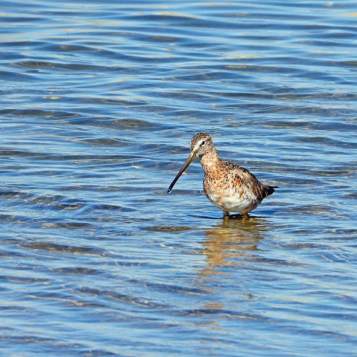 Long-billed Dowitcher - ML634671696