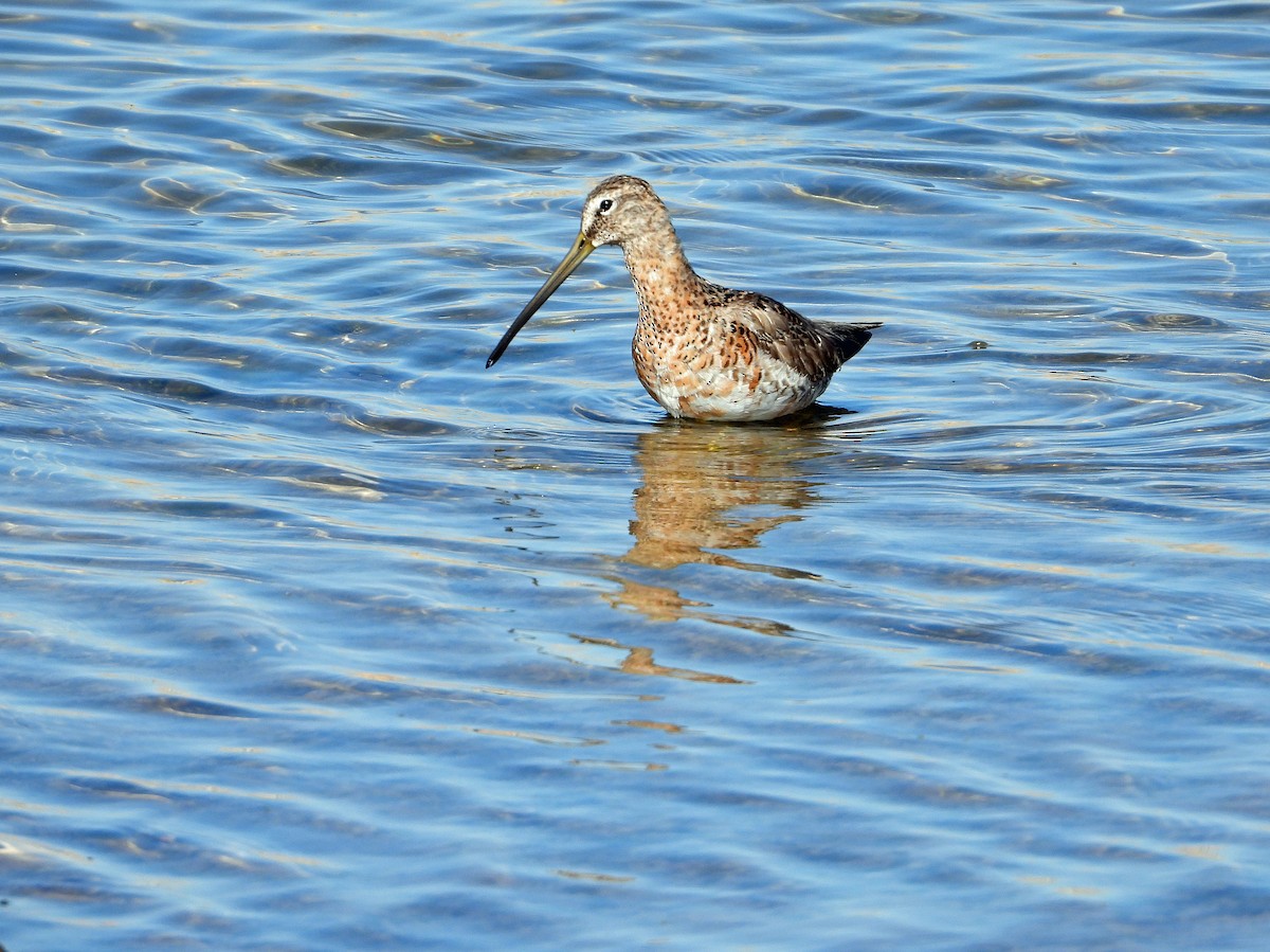 Long-billed Dowitcher - ML634671697