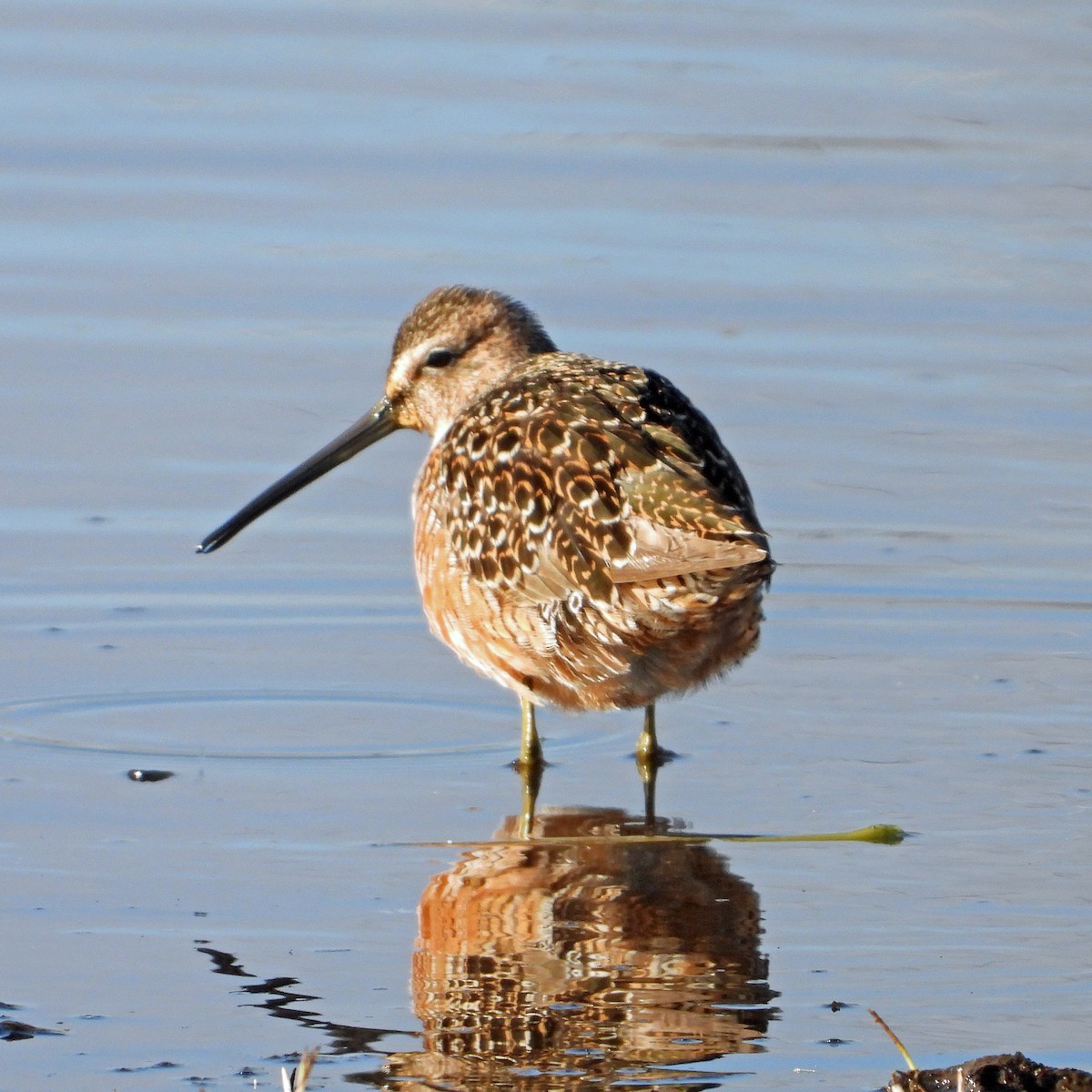 Long-billed Dowitcher - ML634671782
