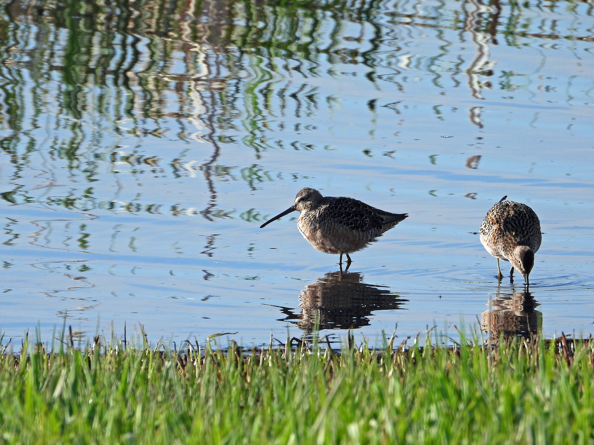 Long-billed Dowitcher - ML634671783