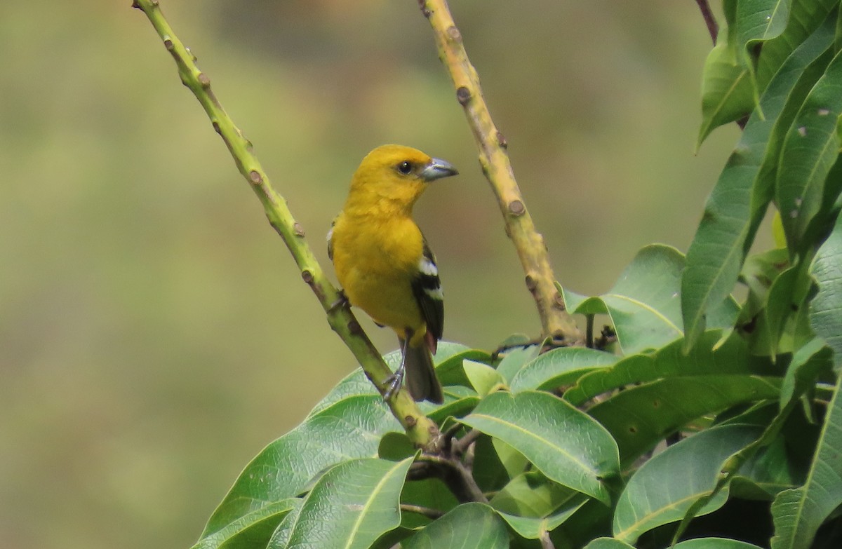 White-winged Tanager - ML634671848