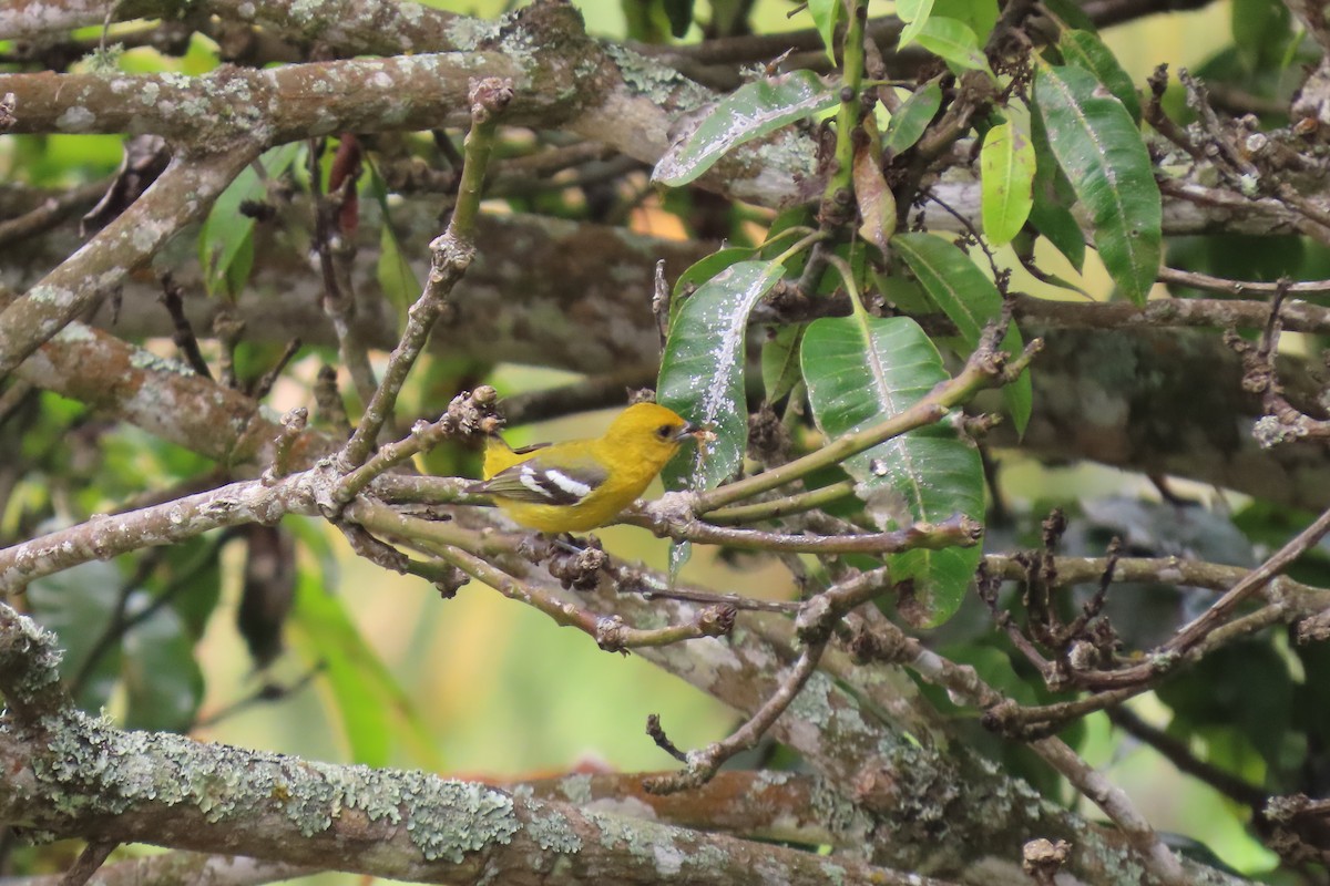 White-winged Tanager - ML634671850