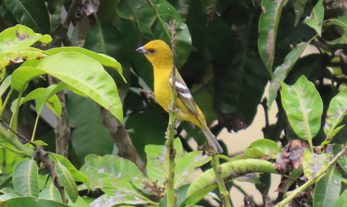 White-winged Tanager - ML634671852