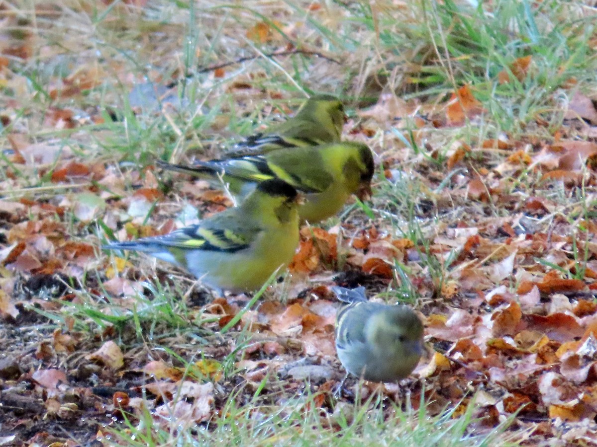 Black-chinned Siskin - ML634671868