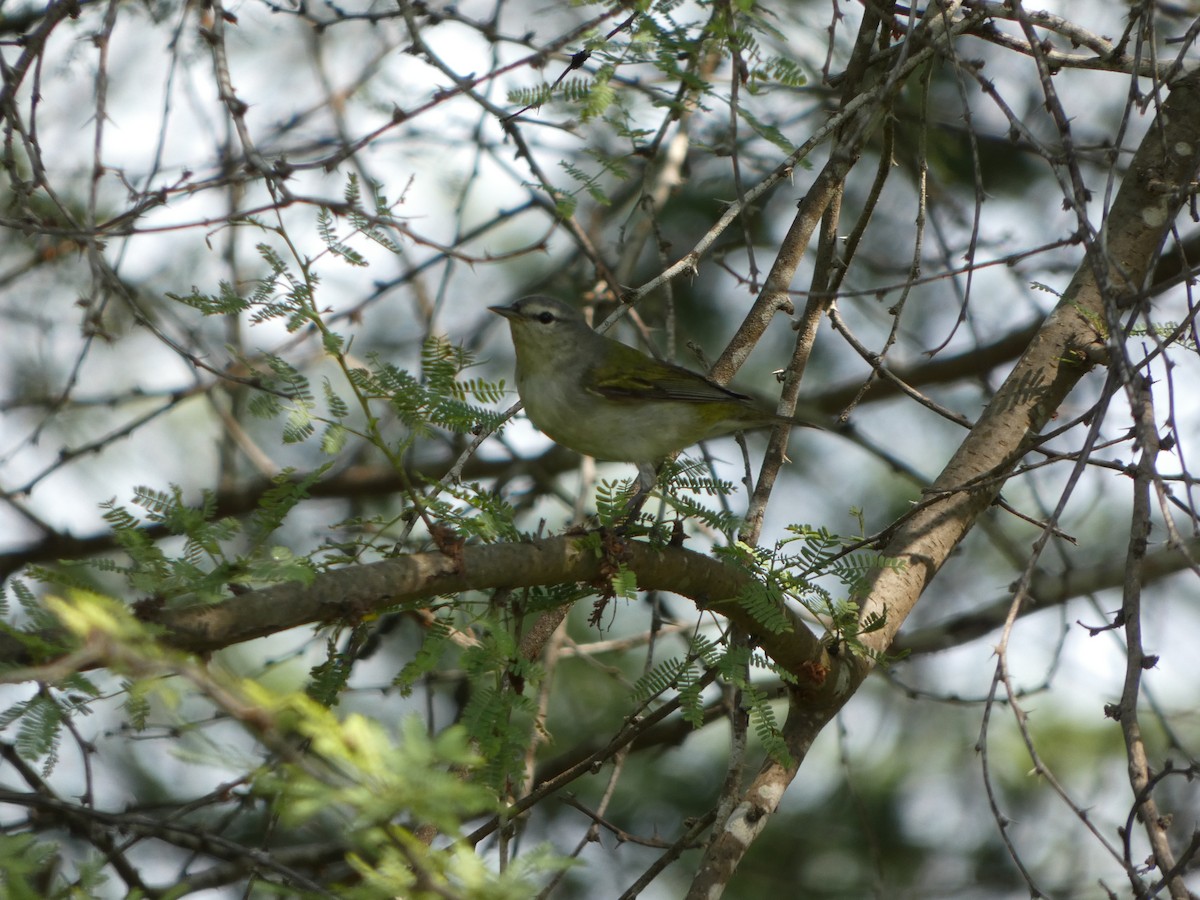 Tennessee Warbler - ML634671903
