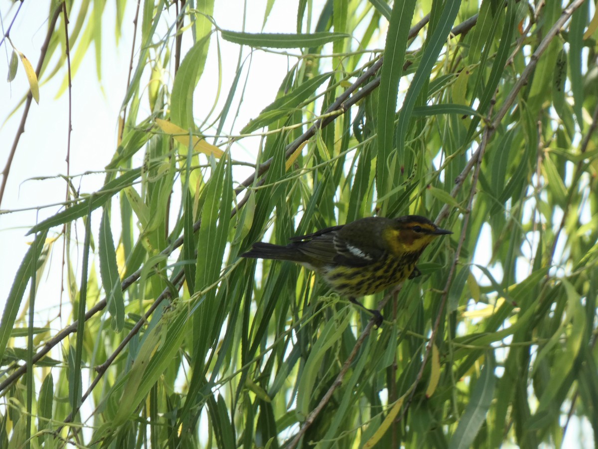 Cape May Warbler - ML634671965