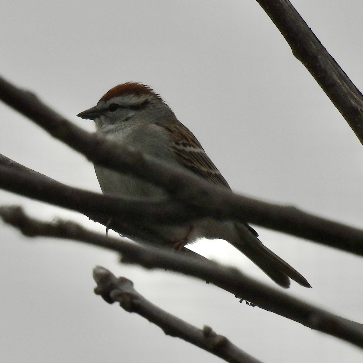 Chipping Sparrow - ML634672032