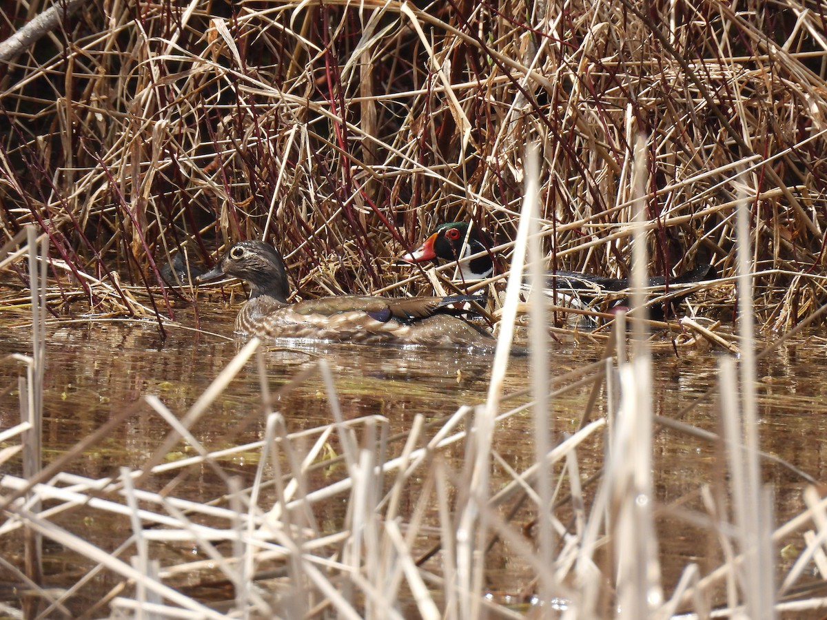 Wood Duck - ML634672047