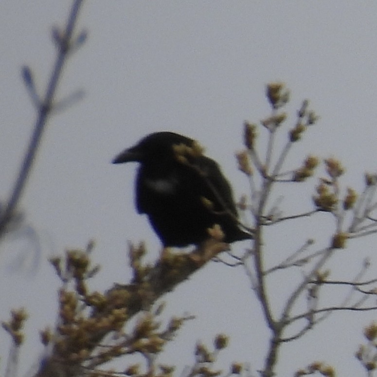 American Crow - ML634672058