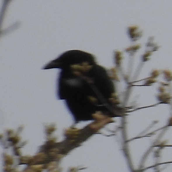 American Crow - ML634672059