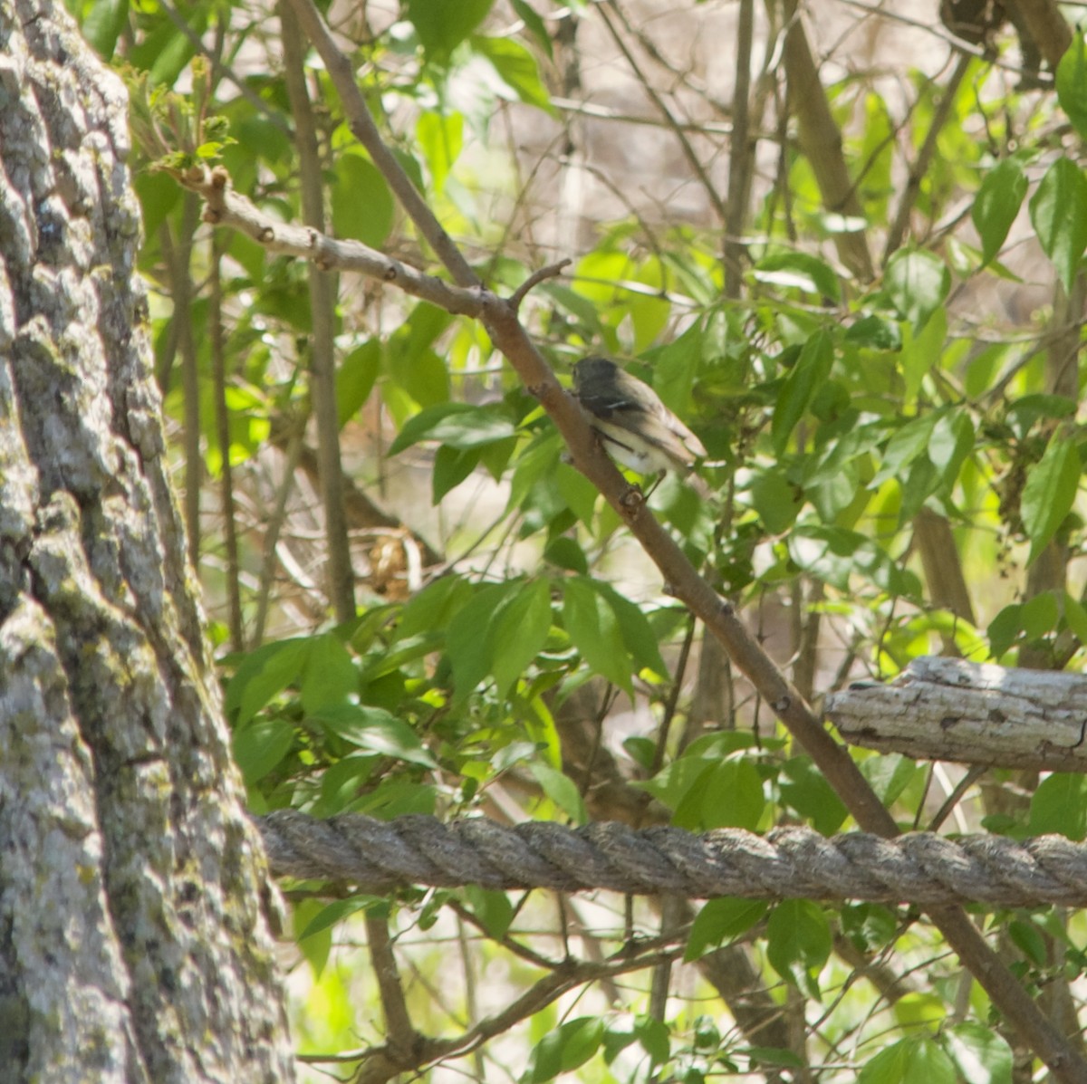 Ruby-crowned Kinglet - ML634672082