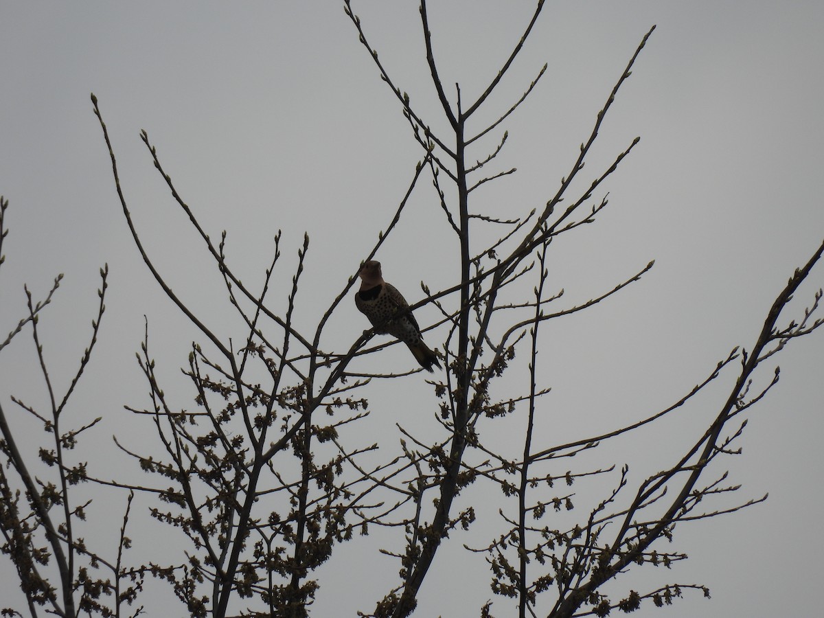 Northern Flicker - ML634672086