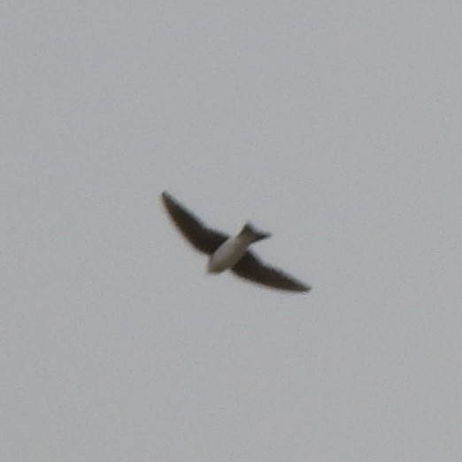Tree Swallow - ML634672100