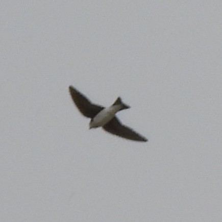 Tree Swallow - ML634672101