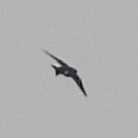 Tree Swallow - ML634672103