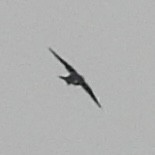 Tree Swallow - ML634672104