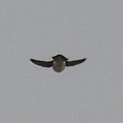 Tree Swallow - ML634672105