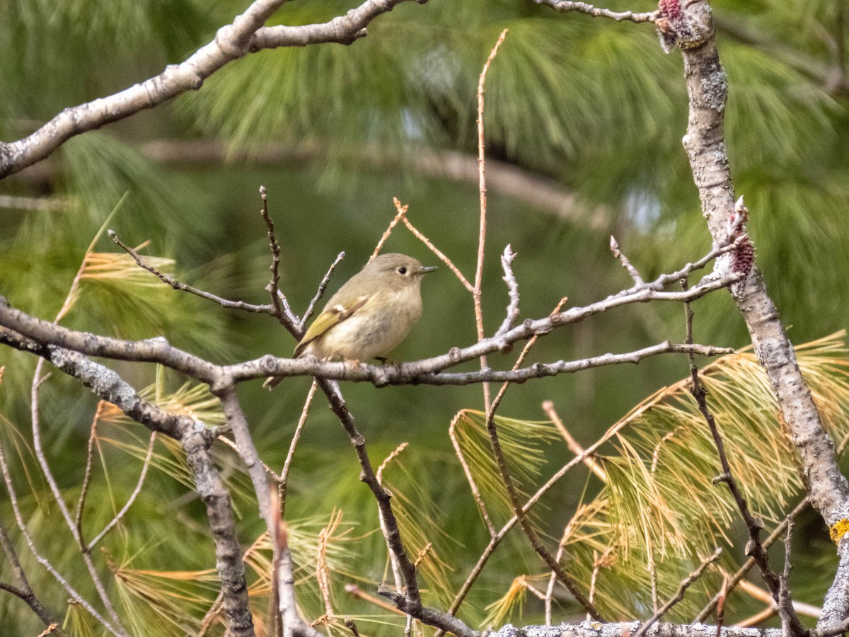 Ruby-crowned Kinglet - ML634672106